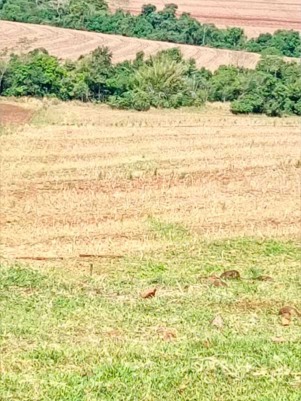 sitio_camargo_04